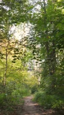 Sonbaharda ormandaki ağaçların dikey videosu