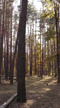 Sonbaharda ormandaki ağaçların dikey videosu