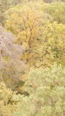 Sonbaharda ormandaki ağaçların dikey videosu