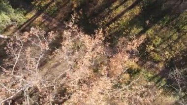Sonbaharda ormandaki ağaçların dikey videosu