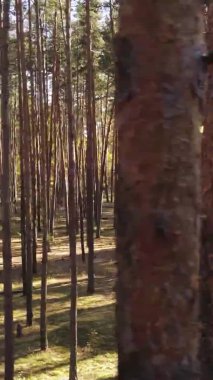 Sonbaharda ormandaki ağaçların dikey videosu