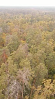 Sonbaharda ormandaki ağaçların dikey videosu