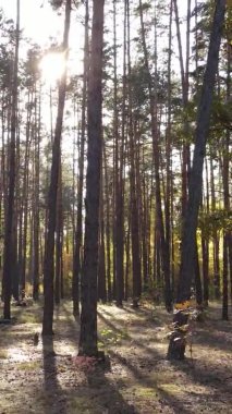 Sonbaharda ormandaki ağaçların dikey videosu