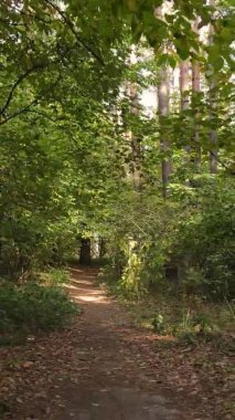 Sonbaharda ormandaki ağaçların dikey videosu