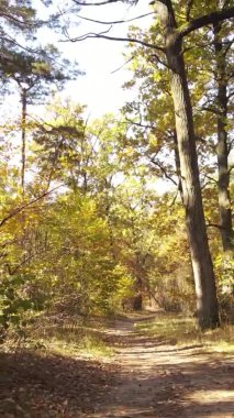 Sonbaharda ormandaki ağaçların dikey videosu