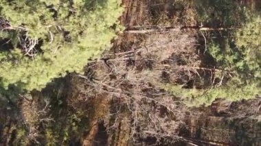 Sonbaharda ormandaki ağaçların dikey videosu