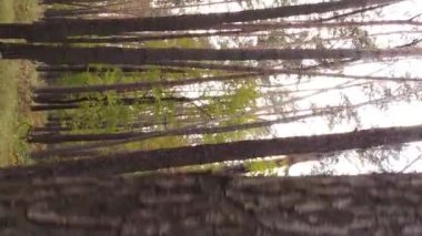 Sonbaharda ormandaki ağaçların dikey videosu