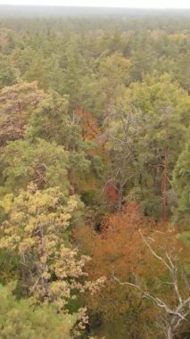 Sonbaharda ormandaki ağaçların dikey videosu
