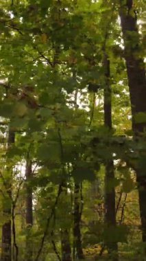 Sonbaharda ormandaki ağaçların dikey videosu