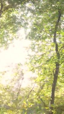 Sonbaharda ormandaki ağaçların dikey videosu