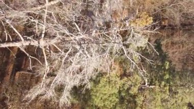 Sonbaharda ormandaki ağaçların dikey videosu