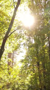 Sonbaharda ormandaki ağaçların dikey videosu