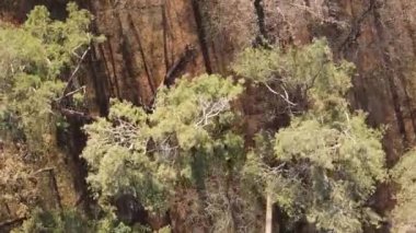 Sonbaharda ormandaki ağaçların dikey videosu