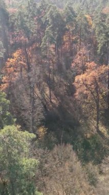 Sonbaharda ormandaki ağaçların dikey videosu