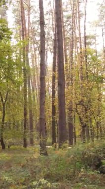 Sonbaharda ormandaki ağaçların dikey videosu