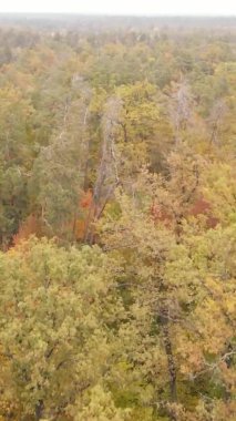 Sonbaharda ormandaki ağaçların dikey videosu