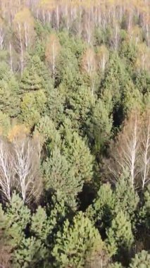 Sonbaharda ormandaki ağaçların dikey videosu