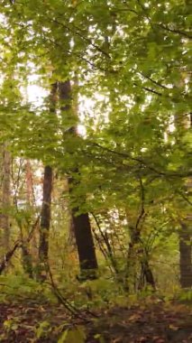 Sonbaharda ormandaki ağaçların dikey videosu