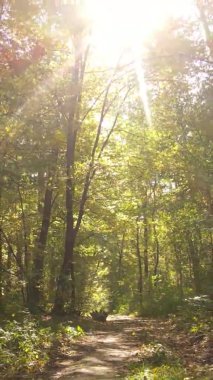 Sonbaharda ormandaki ağaçların dikey videosu