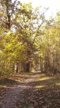 Sonbaharda ormandaki ağaçların dikey videosu