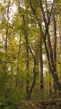 Sonbaharda ormandaki ağaçların dikey videosu