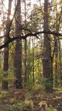 Sonbaharda ormandaki ağaçların dikey videosu