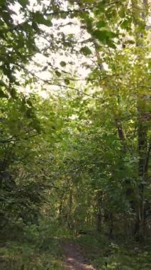 Sonbaharda ormandaki ağaçların dikey videosu