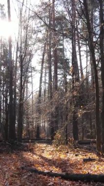 Sonbaharda ormandaki ağaçların dikey videosu