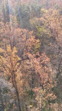 Sonbaharda ormandaki ağaçların dikey videosu