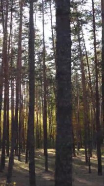 Sonbaharda ormandaki ağaçların dikey videosu