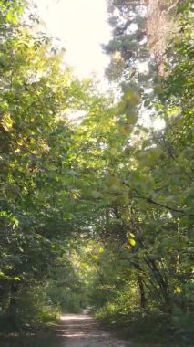 Sonbaharda ormandaki ağaçların dikey videosu