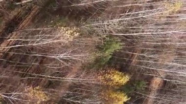 Sonbaharda ormandaki ağaçların dikey videosu