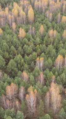 Sonbaharda ormandaki ağaçların dikey videosu