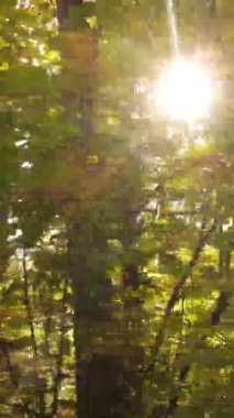 Sonbaharda ormandaki ağaçların dikey videosu