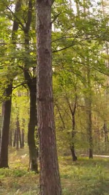 Sonbaharda ormandaki ağaçların dikey videosu