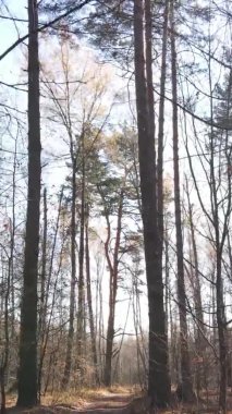 Sonbaharda ormandaki ağaçların dikey videosu