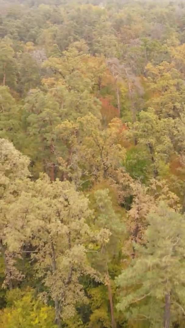 Pionowe Wideo Drzew Lesie Jesienią — Wideo stockowe