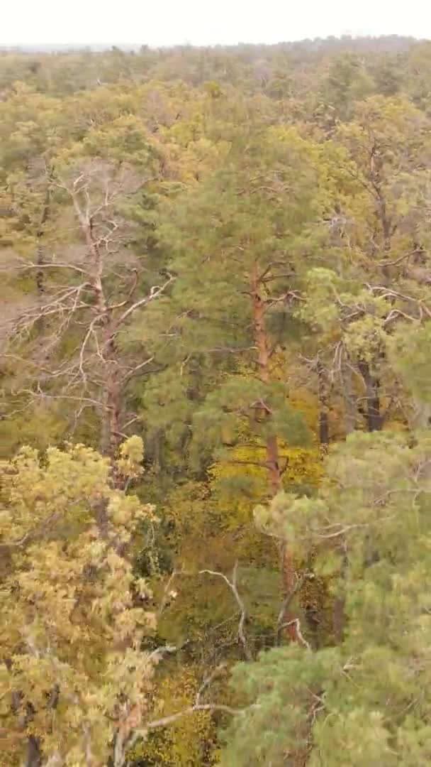Pionowe Wideo Drzew Lesie Jesienią — Wideo stockowe