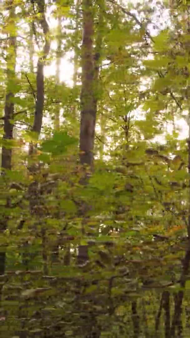 Verticale Video Van Bomen Het Bos Herfst — Stockvideo