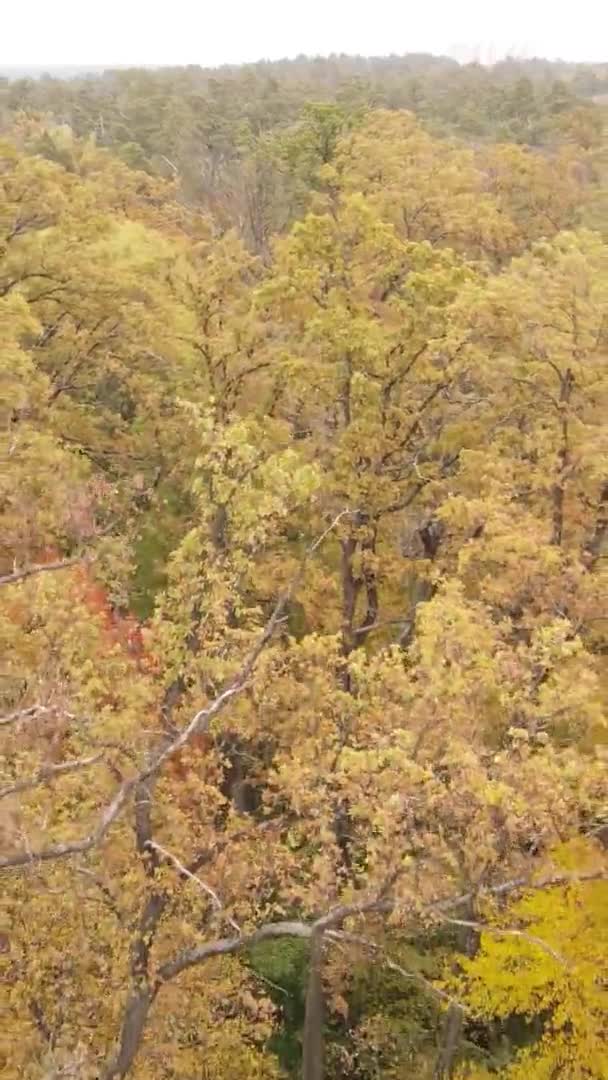 Vertikales Video Von Bäumen Wald Herbst — Stockvideo