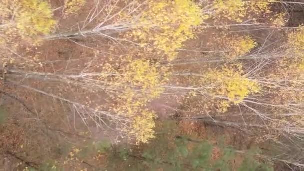 Vidéo Verticale Des Arbres Dans Forêt Automne — Video