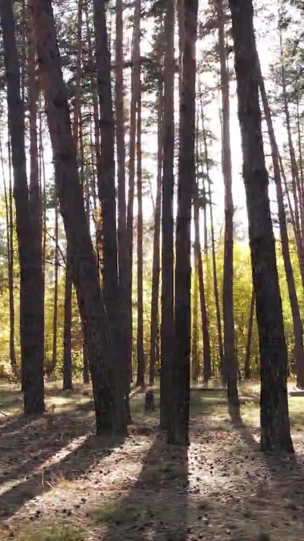 Verticale Video Van Bomen Het Bos Herfst — Stockvideo