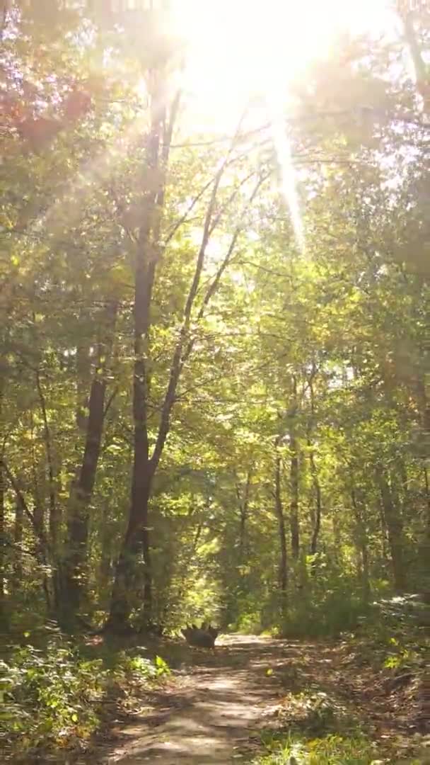 Video Verticale Degli Alberi Nella Foresta Autunno — Video Stock