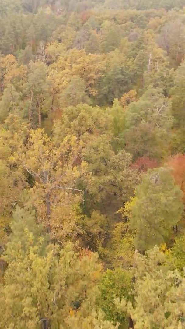 Вертикальное Видео Деревьев Лесу Осенью — стоковое видео