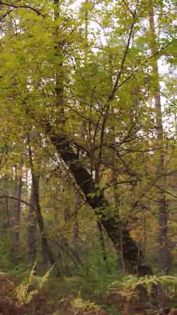 Κάθετη Βίντεο Από Δέντρα Στο Δάσος Φθινόπωρο — Αρχείο Βίντεο