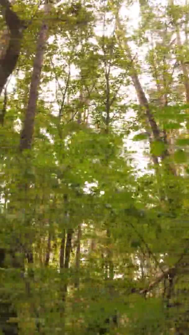Vídeo Vertical Árvores Floresta Outono — Vídeo de Stock