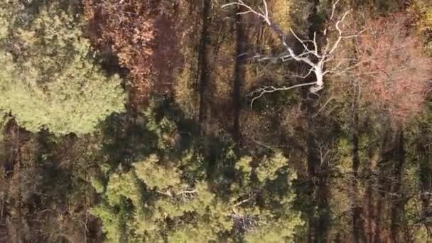 Vertikales Video Von Bäumen Wald Herbst — Stockvideo