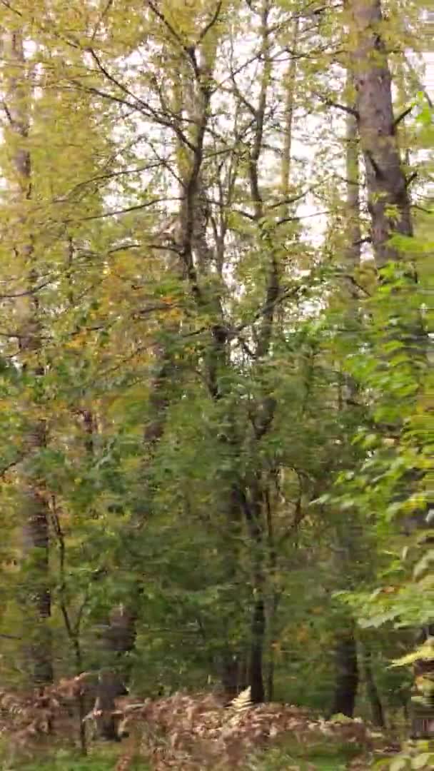 Verticale Video Van Bomen Het Bos Herfst — Stockvideo
