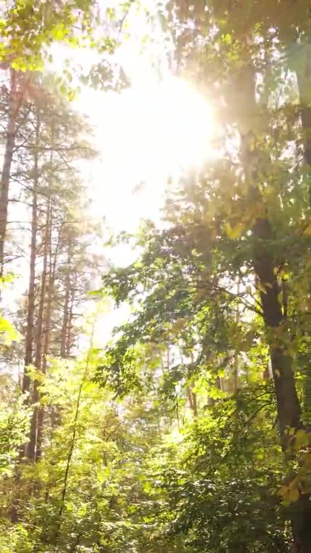 Vertikal Video Träd Skogen Hösten — Stockvideo