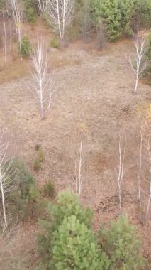 Sonbaharda ormandaki ağaçların dikey videosu